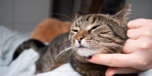 Experten bestehen darauf, dass es unerlässlich ist, sich von Ihrer Katze zu verabschieden, wenn Sie das Haus verlassen.