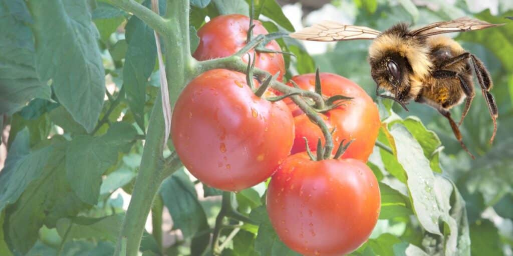 Die überraschende Rolle von Wildbienen: Wie sie Ihre Tomatenernte retten können!