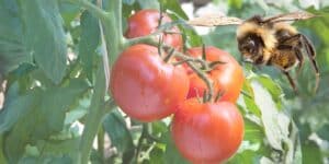 Die überraschende Rolle von Wildbienen: Wie sie Ihre Tomatenernte retten können!