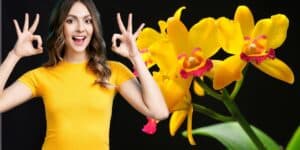 Orchideen Pflege: So gedeihen die exotischen Schönheiten in deinem Zuhause